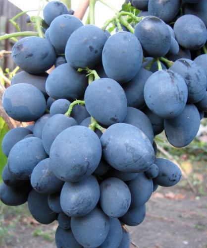 Виноград Сфинкс