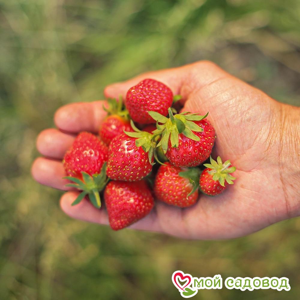 Клубника Мара де Буа (ремонтантный сорт) ЗКС