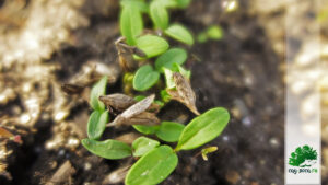 посадить сирень