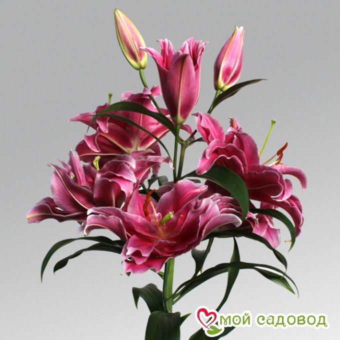 Лилия Гранд Амур