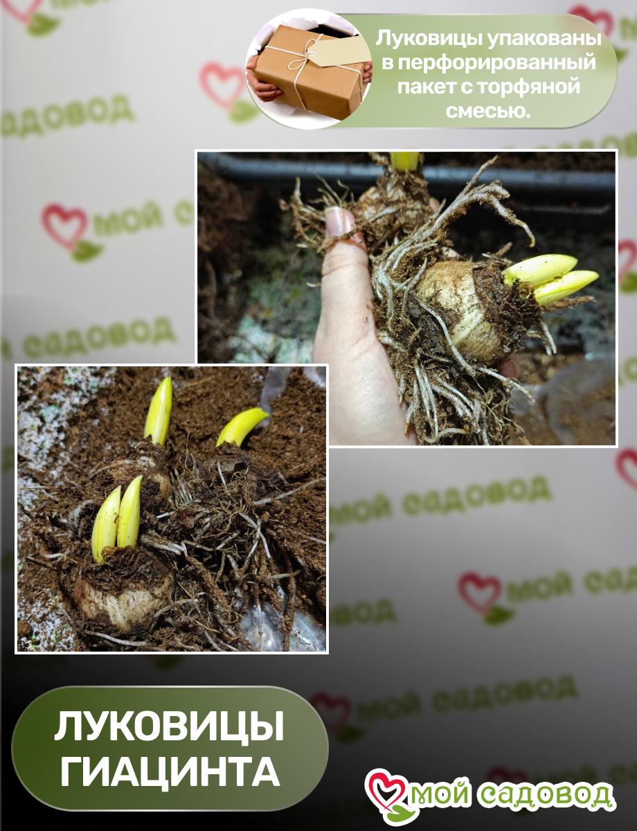 Гиацинт Электрик Спейс